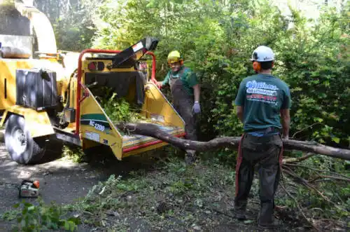 tree services Spring Lake